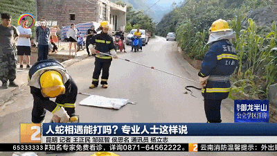 近期多发！人蛇相遇，能打蛇吗？该怎么办？