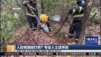 近期多发！人蛇相遇，能打蛇吗？该怎么办？