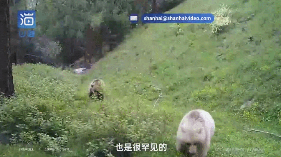 新疆发现罕见白色棕熊!网友:是不是北极熊迷路了? 新疆发现罕见白色棕熊!网友:是不是北极熊迷路了?