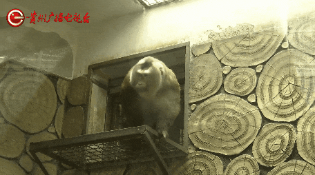 抬眼、噘嘴...每个动作都是表情包!贵阳这只爱凹造型的“猴哥”迷倒一众游客 抬眼、噘嘴...每个动作都是表情包!贵阳这只爱凹造型的“猴哥”迷倒一众游客