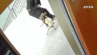 遛弯时受邻居家巨型犬惊吓致摔伤,法院判饲养人担责七成 遛弯时受邻居家巨型犬惊吓致摔伤,法院判饲养人担责七成