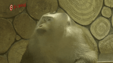 抬眼、噘嘴...每个动作都是表情包!贵阳这只爱凹造型的“猴哥”迷倒一众游客 抬眼、噘嘴...每个动作都是表情包!贵阳这只爱凹造型的“猴哥”迷倒一众游客