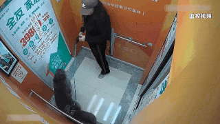 遛弯时受邻居家巨型犬惊吓致摔伤,法院判饲养人担责七成 遛弯时受邻居家巨型犬惊吓致摔伤,法院判饲养人担责七成