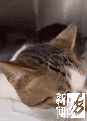 上海一小区20多只猫狗离奇死亡疑似有人楼下投毒？警方已介入