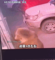 惊险！棕熊半夜闯入酒店，男子吓醒后拿上手机离开