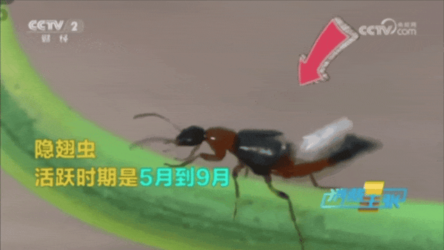 拍死一只虫，竟可能毁容！这个季节应高度警惕！