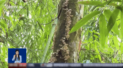 苹果上长出的蘑菇居然能吃？！是苹果味的吗？专家详解→