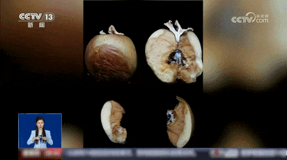 苹果上长出的蘑菇居然能吃？！是苹果味的吗？专家详解→