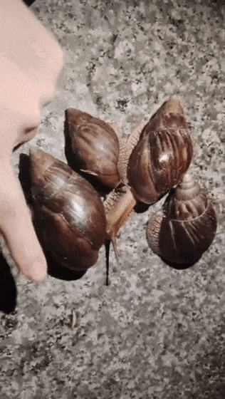 又一新台风或生成!福州人雨后看到这个东西千万别碰! 又一新台风或生成!福州人雨后看到这个东西千万别碰!