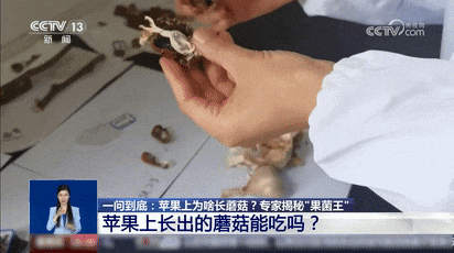 苹果上长出的蘑菇居然能吃？！是苹果味的吗？专家详解→