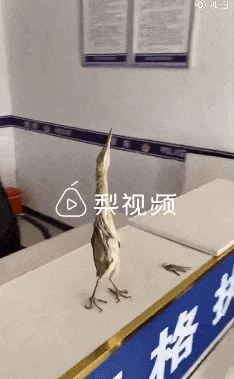 佛山九江街头惊现怪鸟，一见人就大变身！竟有点像“尖叫鸡”……