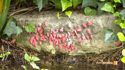 福寿螺天敌找到了?这次“鸭鸭队”立大功! 福寿螺天敌找到了?这次“鸭鸭队”立大功!