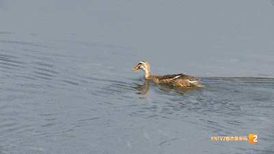 福寿螺天敌找到了?这次“鸭鸭队”立大功! 福寿螺天敌找到了?这次“鸭鸭队”立大功!