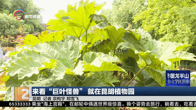 叶片2米多宽，它面前我们都是“小矮人”！世界上叶子超大的植物就在昆明……