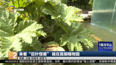 叶片2米多宽，它面前我们都是“小矮人”！世界上叶子超大的植物就在昆明……