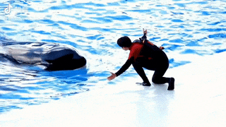 “忙啥呢?”“给虎鲸搓澡呢!” “忙啥呢?”“给虎鲸搓澡呢!”