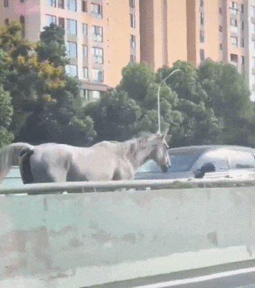 武汉市区，一群马狂奔！咋回事？