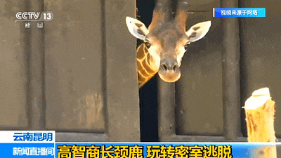 “狐闹”！网友拍到狐狸笑出声，云南这里还有火出圈的它们……