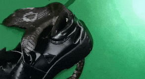 刚上班就叫来119！眼镜蛇钻进办公室了……