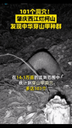 极度濒危,这里101个洞穴被发现 极度濒危,这里101个洞穴被发现