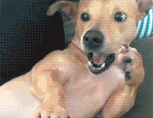 被哪些动物咬了,需要打狂犬疫苗?暴露后第一时间应该…… 被哪些动物咬了,需要打狂犬疫苗?暴露后第一时间应该……