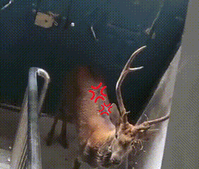 “警察同志,我楼洞里有只鹿!” “警察同志,我楼洞里有只鹿!”