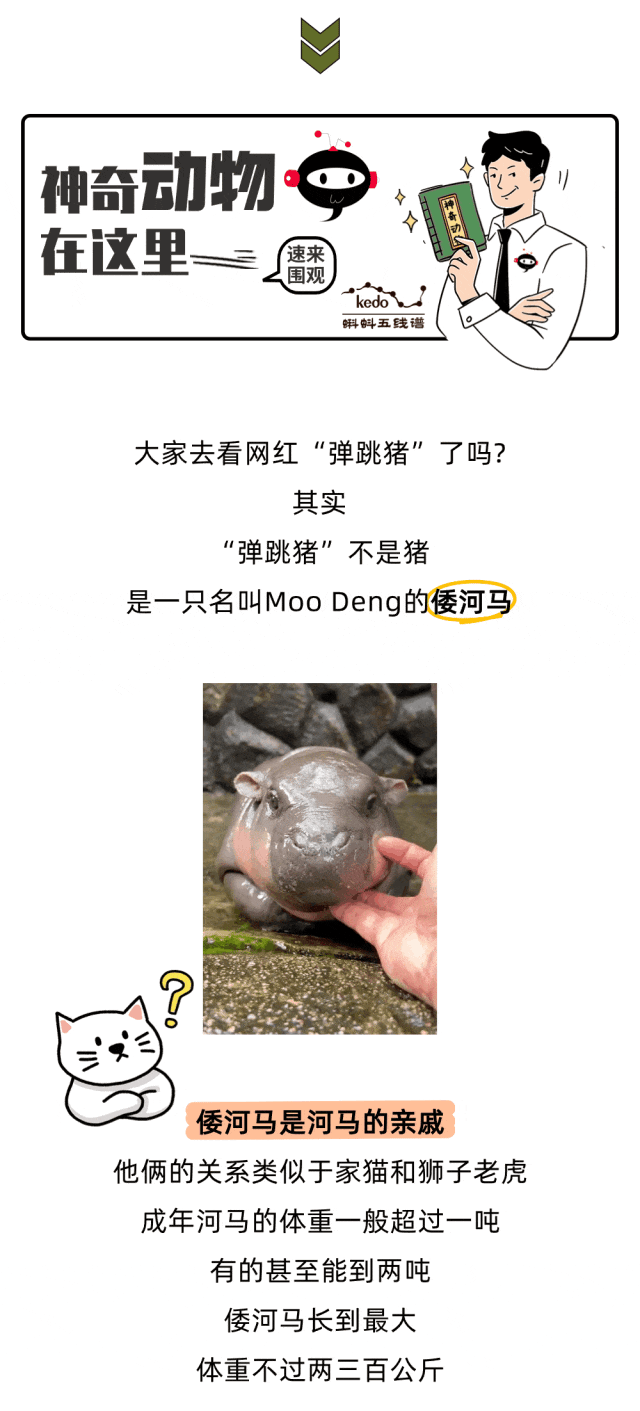 圆滚滚矮墩墩，“弹跳猪”原来不是猪？