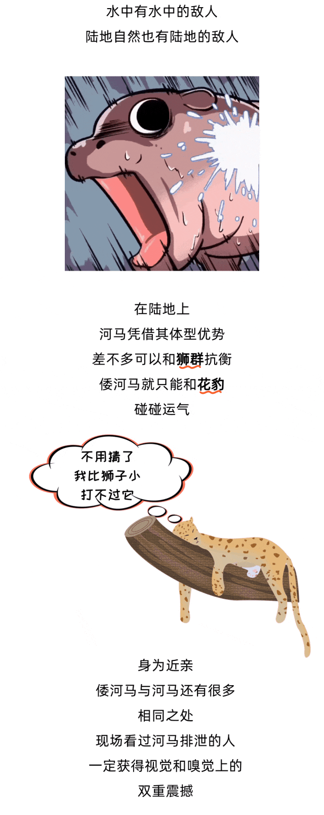 圆滚滚矮墩墩，“弹跳猪”原来不是猪？