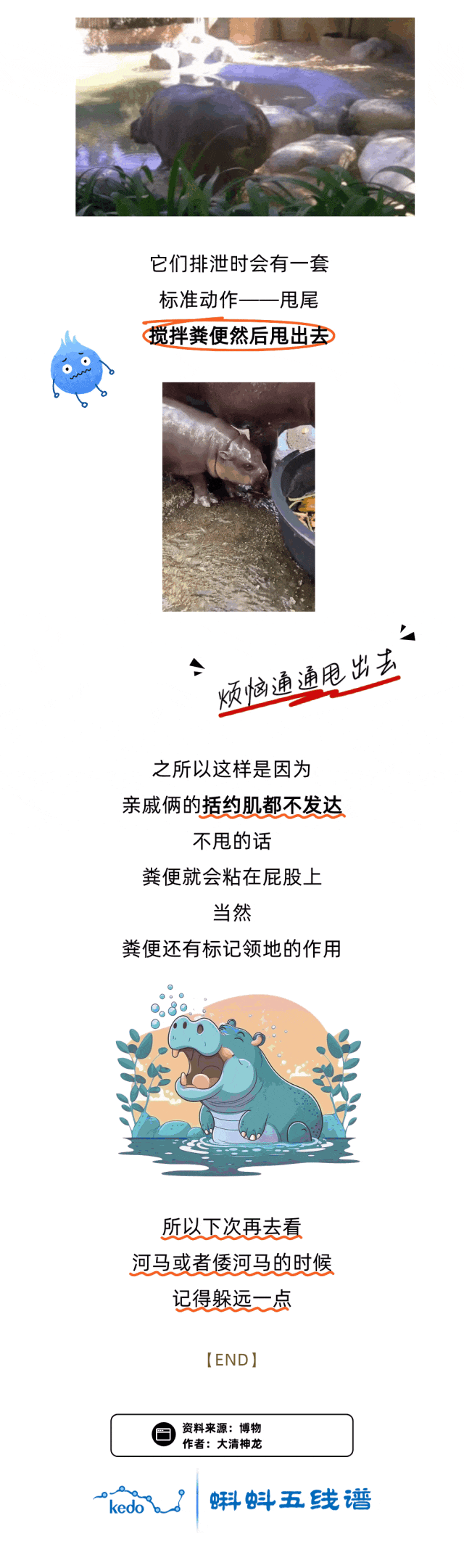 圆滚滚矮墩墩，“弹跳猪”原来不是猪？