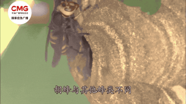 毒液可致命！紧急提醒：遇到它，立即远离！