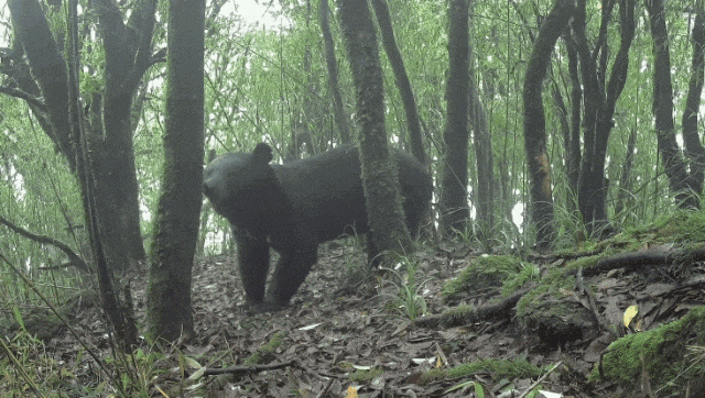 擅闯哀牢山？比毒蛇、猛兽更可怕的是……