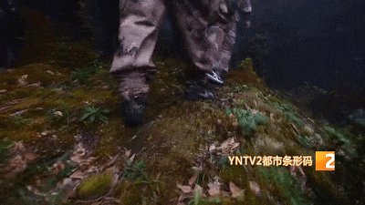 哀牢山,他们用不同方式守护着…… 哀牢山,他们用不同方式守护着……