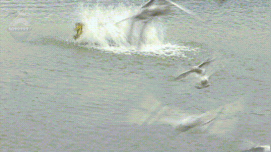 500余只！红嘴鸥“先头部队”已抵昆