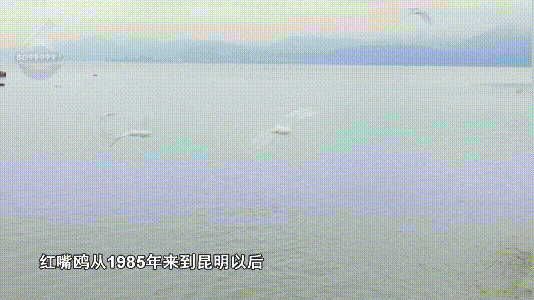 500余只！红嘴鸥“先头部队”已抵昆