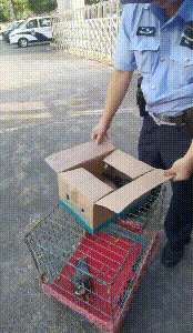 佛山现“戴珍珠项链”鸟儿！警民联手暖心救助