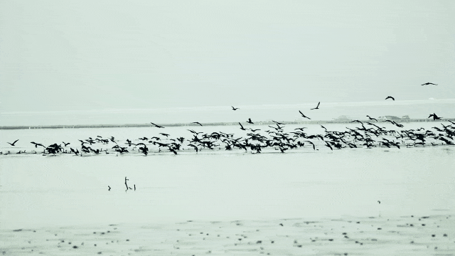 迎最佳观鸟季,大湾区有这些观赏点→ 迎最佳观鸟季,大湾区有这些观赏点→