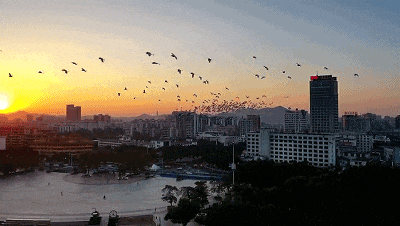 迎最佳观鸟季,大湾区有这些观赏点→ 迎最佳观鸟季,大湾区有这些观赏点→