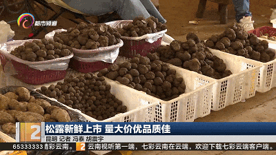 每公斤一百到七百元不等,这种美味在昆明市场大量上市! 每公斤一百到七百元不等,这种美味在昆明市场大量上市!