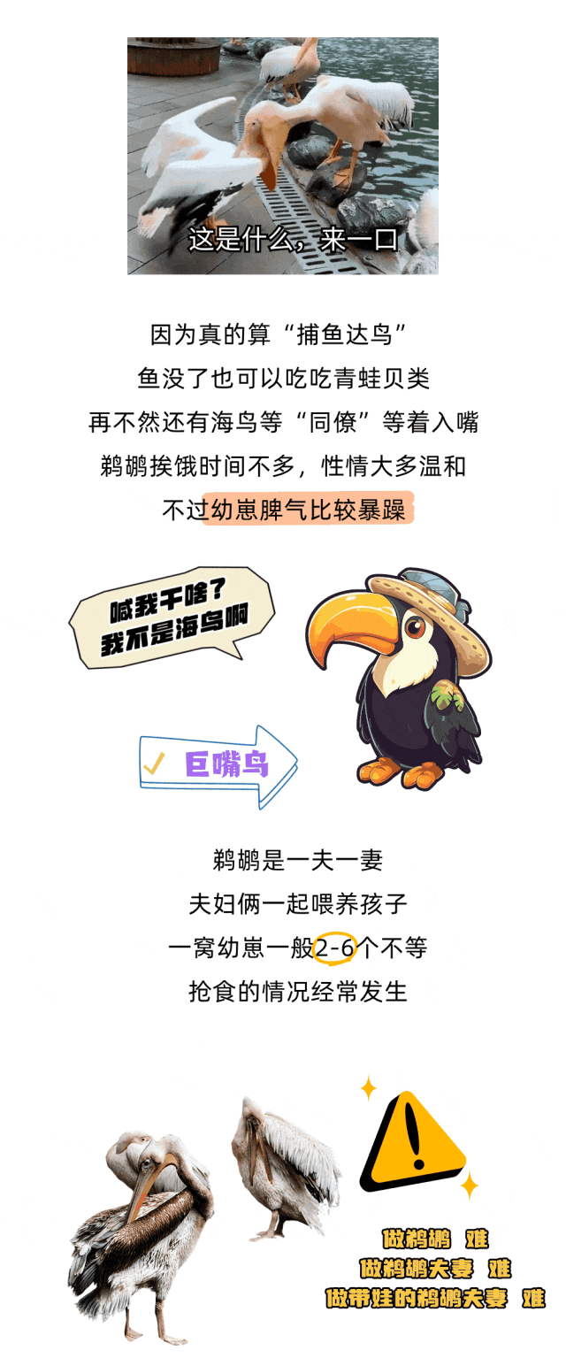 嘴扫一大片，鹈鹕怎么又双叒叕吃同事了？