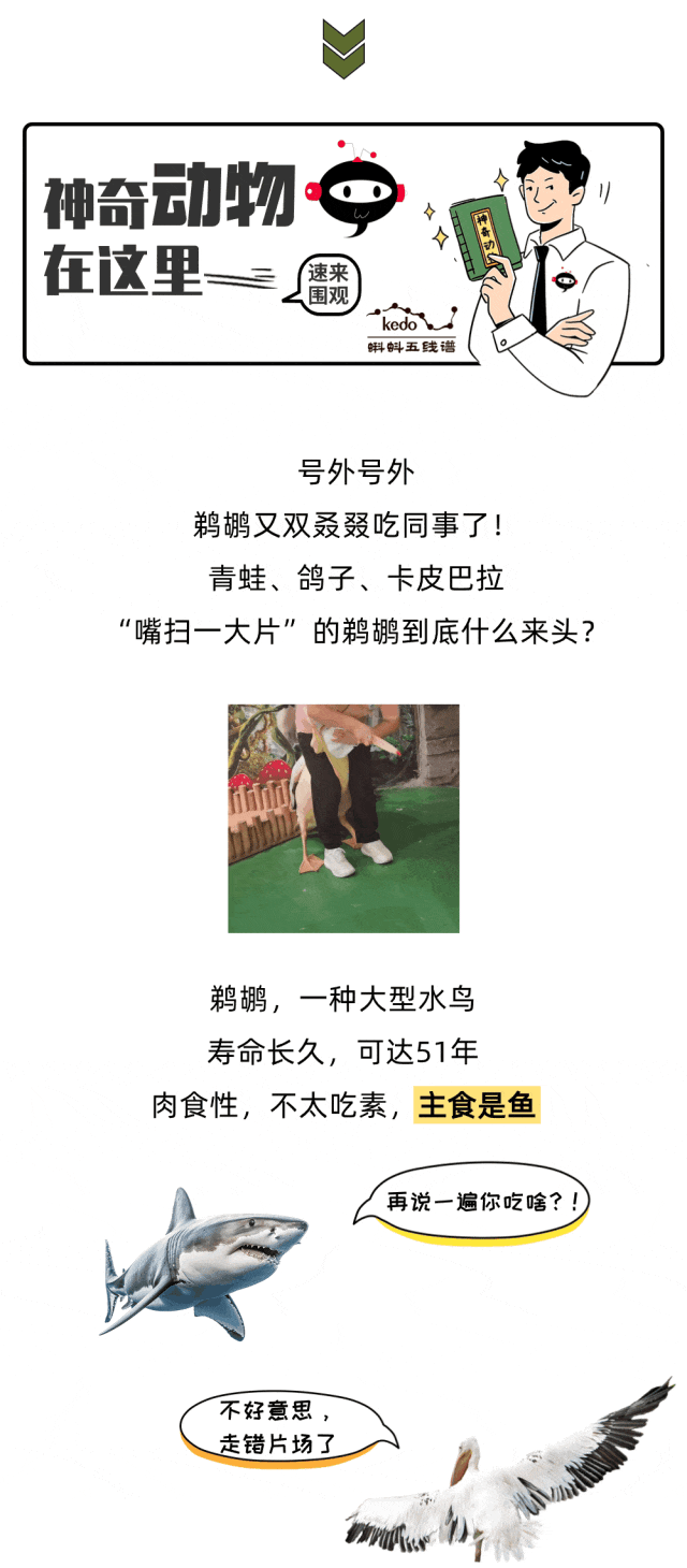 嘴扫一大片，鹈鹕怎么又双叒叕吃同事了？