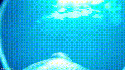 这些鸟臭出风格，臭出水平，有些甚至差点臭到灭绝！