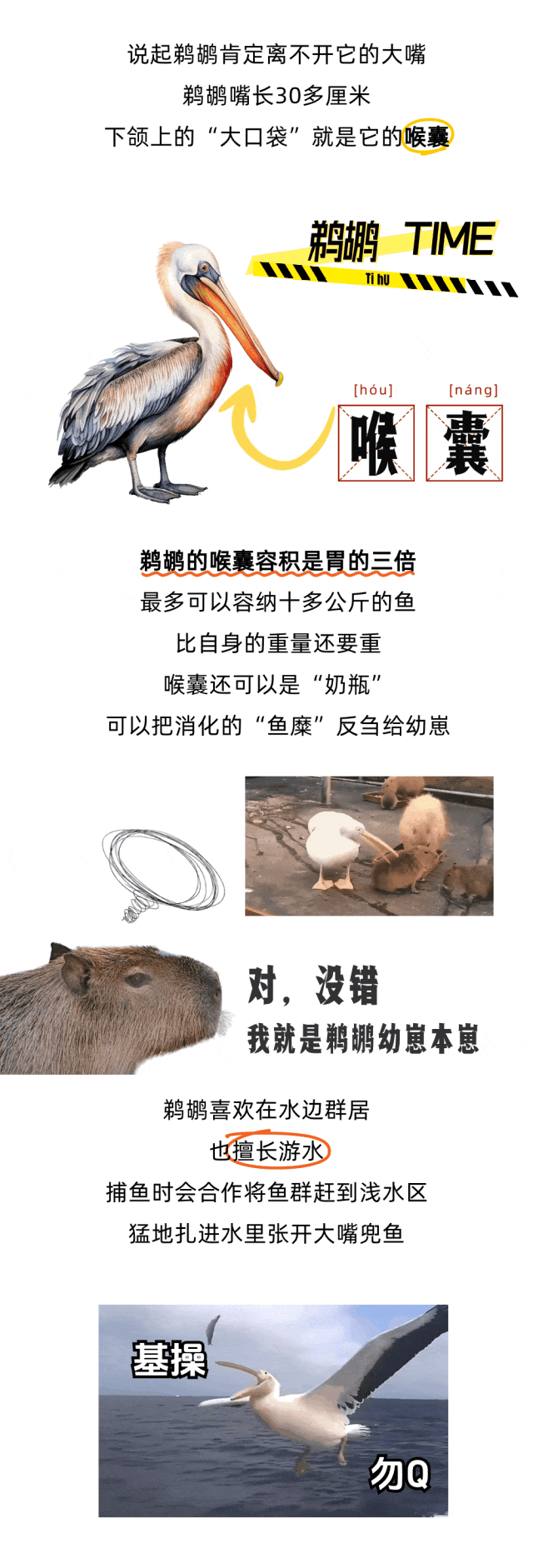 嘴扫一大片，鹈鹕怎么又双叒叕吃同事了？