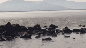 深圳湾现非法捕捞！执法部门发声！