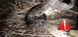 45斤巨蟒深夜出没甘蔗地!广西“蓝朋友”拿捏 45斤巨蟒深夜出没甘蔗地!广西“蓝朋友”拿捏