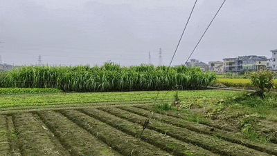 7元一大根!上市就被抢光!杭州人边吃边炫:我的童年回来了 7元一大根!上市就被抢光!杭州人边吃边炫:我的童年回来了