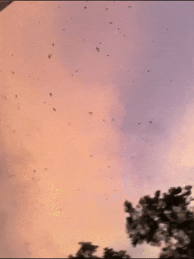 幸福的烦恼 中山一地候鸟排泄如“下雨” 幸福的烦恼 中山一地候鸟排泄如“下雨”