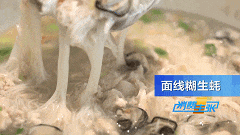 整晚睡不着?皮肤不够好?炫它!锌含量是瘦猪肉的30倍! 整晚睡不着?皮肤不够好?炫它!锌含量是瘦猪肉的30倍!