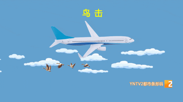 堪比一颗炮弹！飞机遭遇鸟击延误近6小时