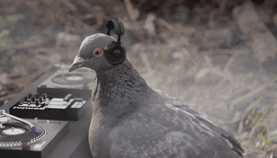 萌萌哒?佛山街头再出现!见到千万别抓!别养! 萌萌哒?佛山街头再出现!见到千万别抓!别养!