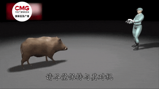 野猪突闯民宅咬死老人,三条狗也没挡住!“杀人野猪”还在搜捕中 野猪突闯民宅咬死老人,三条狗也没挡住!“杀人野猪”还在搜捕中